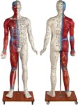 Human Acupuncture Model