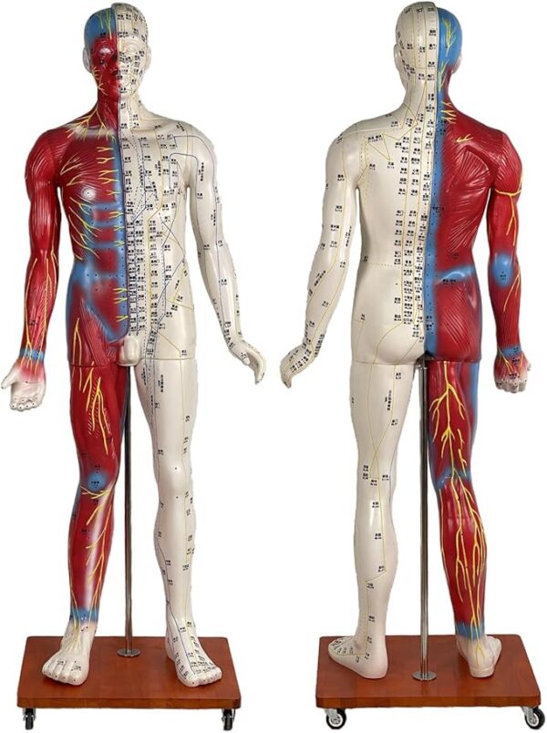 Human Acupuncture Model