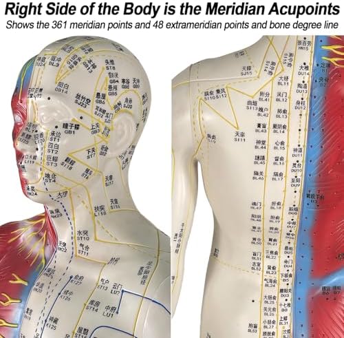 Human Acupuncture Model
