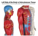 Human Acupuncture Model