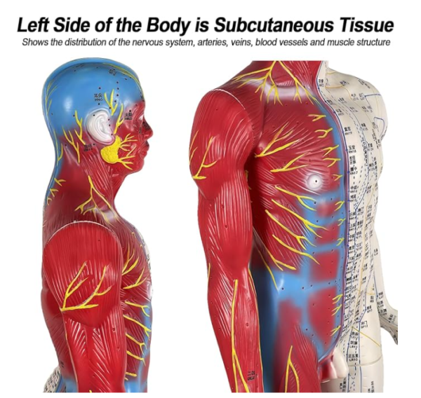 Human Acupuncture Model