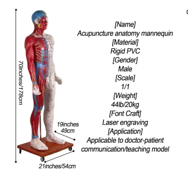 Human Acupuncture Model