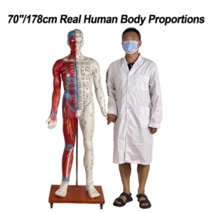 Human Acupuncture Model