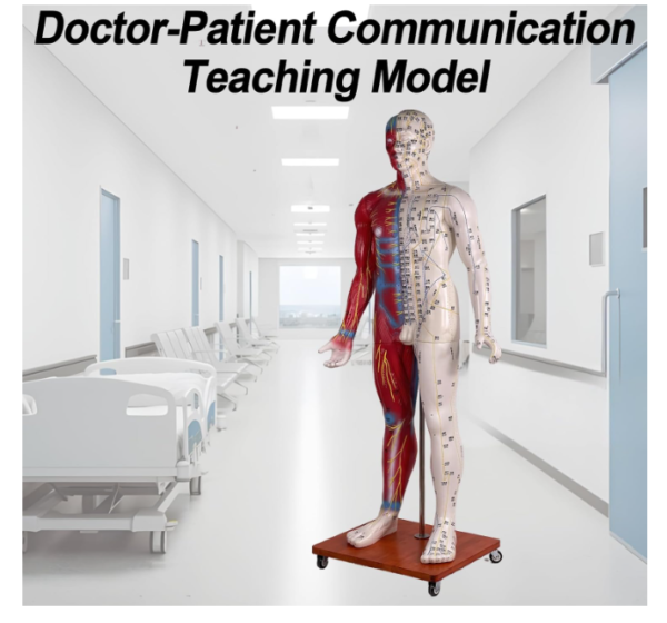 Human Acupuncture Model