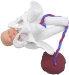 Childbirth Demonstration Pelvis Model