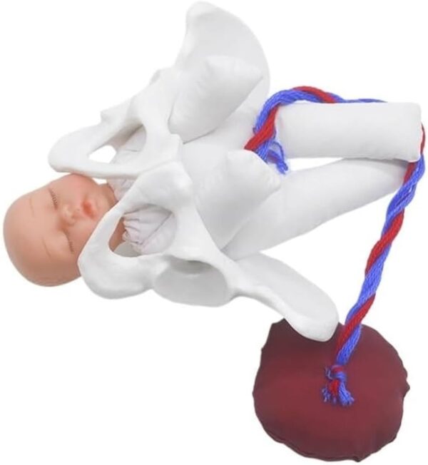 Childbirth Demonstration Pelvis Model