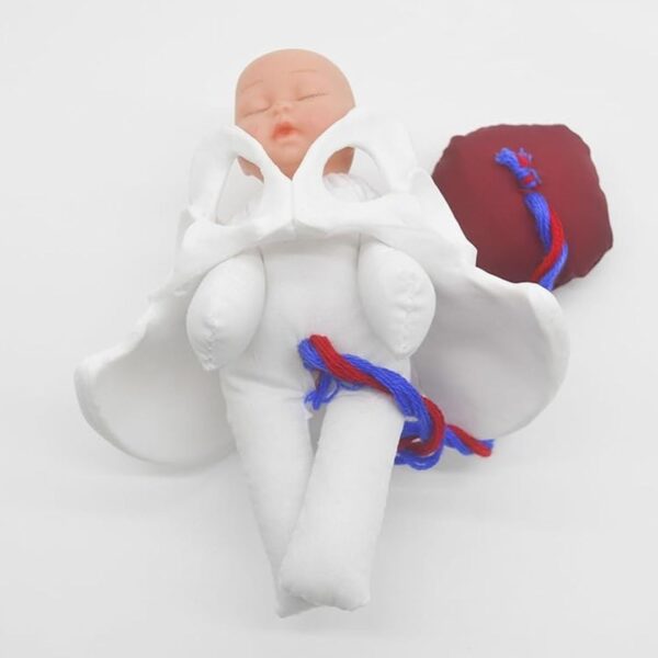 Childbirth Demonstration Pelvis Model