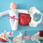 Childbirth Demonstration Pelvis Model