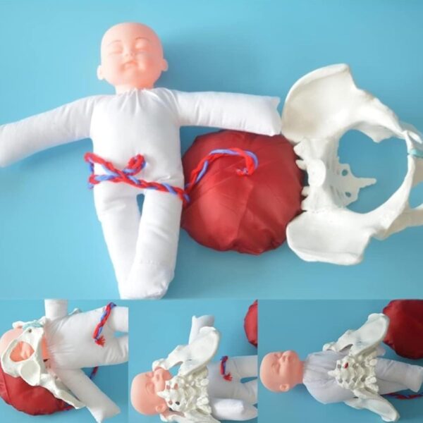 Childbirth Demonstration Pelvis Model