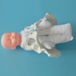 Childbirth Demonstration Pelvis Model