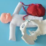 Childbirth Demonstration Pelvis Model