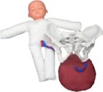 Childbirth Demonstration Pelvis Model