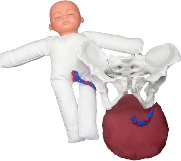 Childbirth Demonstration Pelvis Model